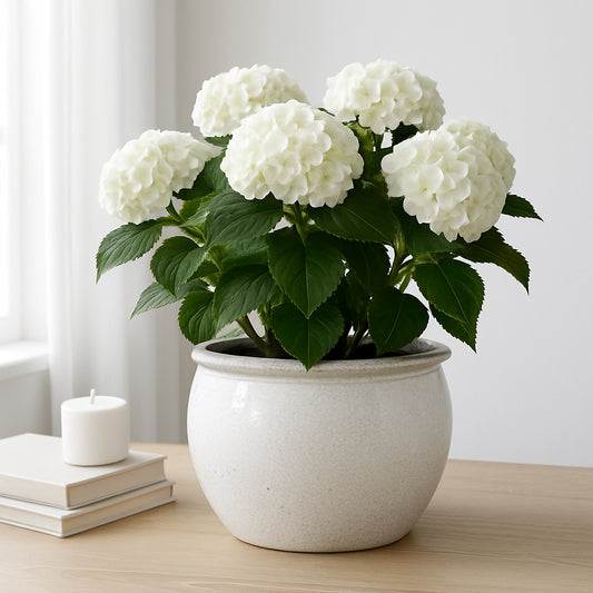 Ceramic Planter and Flower Pot for Home Decor – Modern Plant Pot for Indoor or Outdoor Succulents and Houseplants – Minimalist Design That Elevates Any Room, Patio, or Garden Instantly – 9" White
