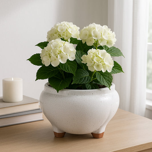 Modern Flower Pot for Home Decor with Raised Base – Indoor and Outdoor Plant Pot for Succulents, Houseplants, Patio, or Garden Decor – Footed Ceramic Planter That Elevates Your Space – 6" White